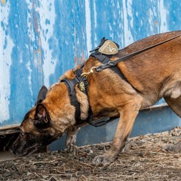 5.11 Tactical Aros K9 Hundehalsbånde med Håndtag set i farven Sort på Hund