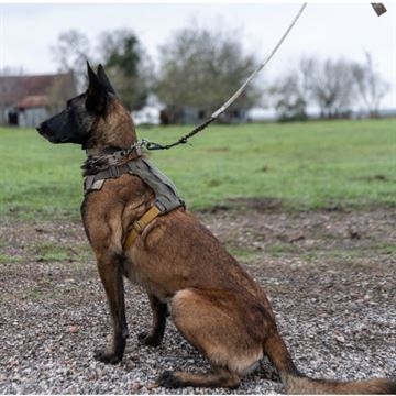 5.11 Tactical ROVR Hundesele set på hund