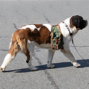 Sadeltaske til Hund i Canvas, Brugt set på hund